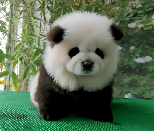 熊猫犬一只多少元