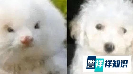 男子花150美元买狗结果是巴西老鼠