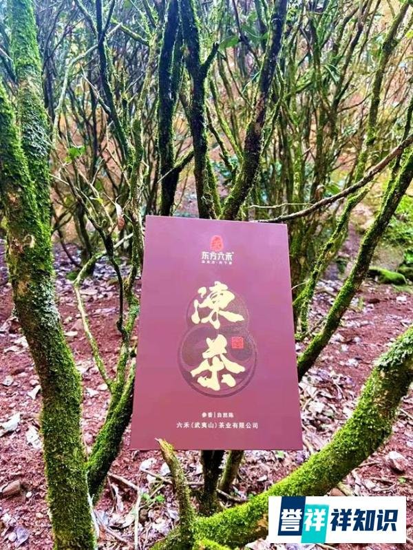 东方六禾 | 带着六禾好茶，迎接春暖花开
