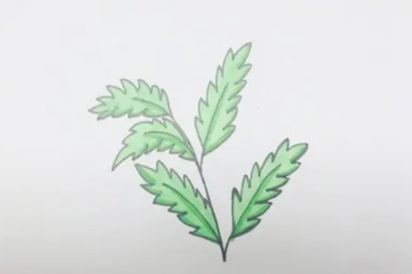 艾草怎么画才好看
