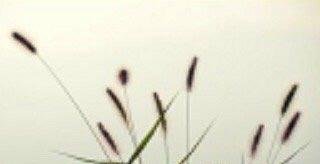 寸草春晖