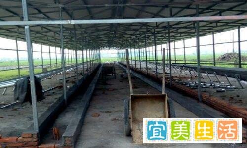 百头养牛场建设方案,养牛场赚钱必备,100头养牛场投资多少钱?