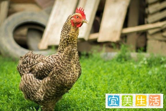 俗话说“穷不养鸡，富不养羊”，说得有道理吗？可以相信吗？