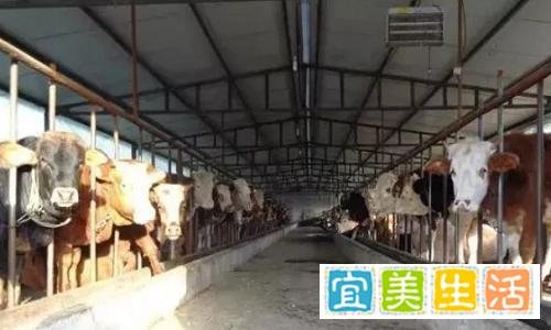 百头养牛场建设方案，养牛场赚钱必备，100头养牛场投资多少钱？