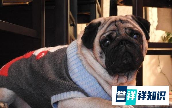 巴哥犬——狗界最忧郁的狗子，为什么受欢迎？