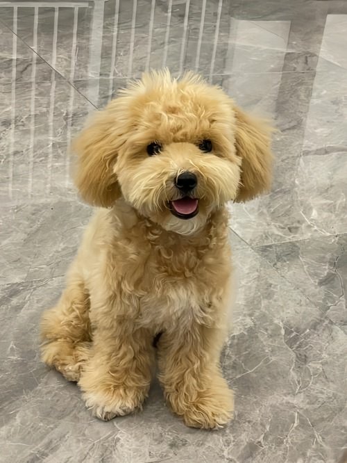 香槟色泰迪变色过程