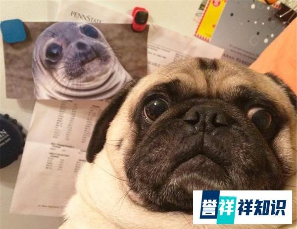 巴哥犬——狗界最忧郁的狗子，为什么受欢迎？