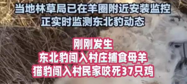 刚刚发生，东北豹闯入村庄捕食母羊，猫豹闯入村民家中咬死37只鸡
