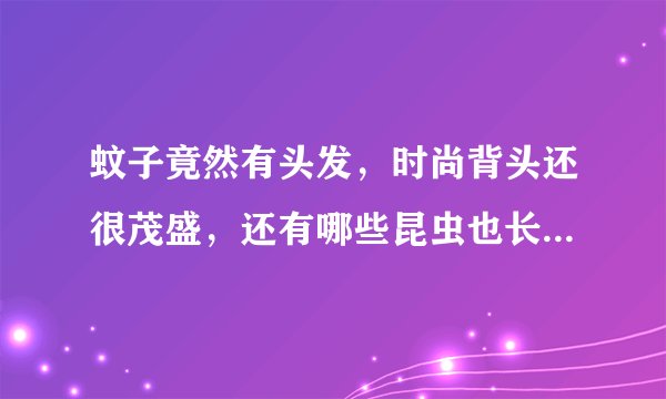 蚊子竟然有头发，时尚背头还很茂盛，还有哪些昆虫也长有头发呢？