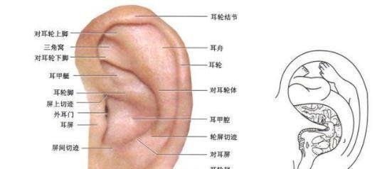 专业采耳培训费用是多少？名不副实？