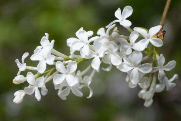 “风里落花谁是主，思悠悠？”
