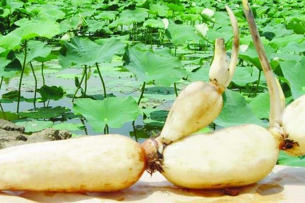 荷花的根、茎、叶、花、果实各是什么样子的？