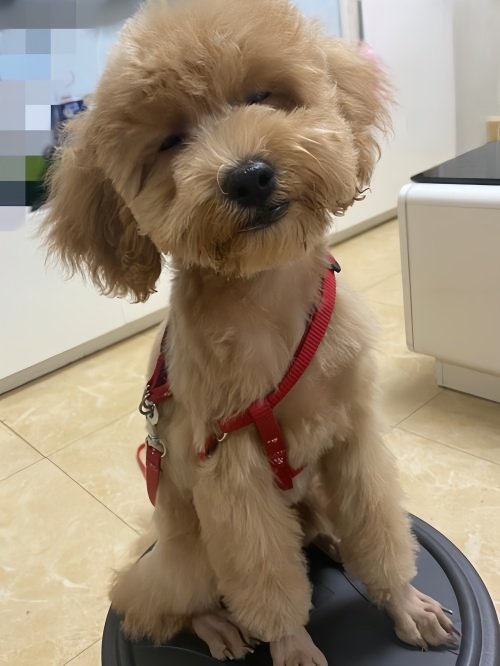 香槟色泰迪变色过程