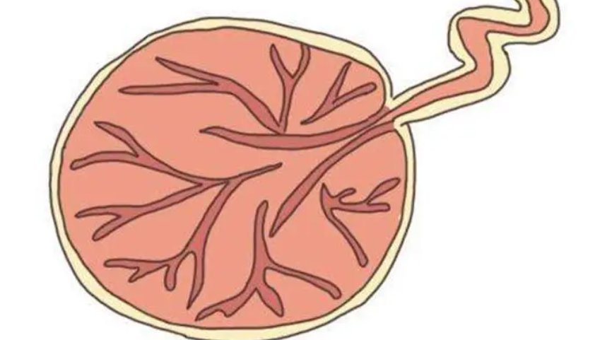 十大禁菜