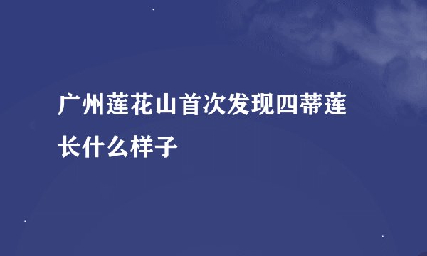 广州莲花山首次发现四蒂莲 长什么样子