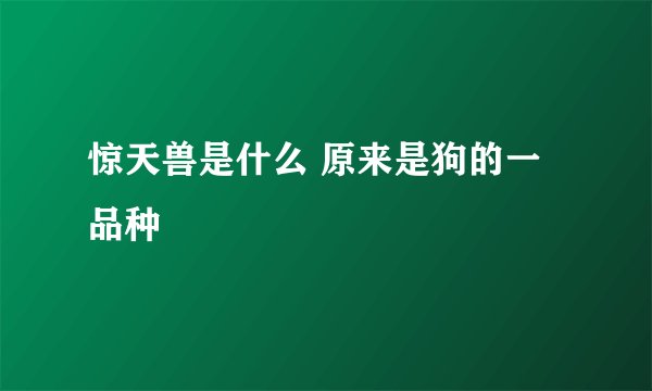 惊天兽是什么 原来是狗的一品种