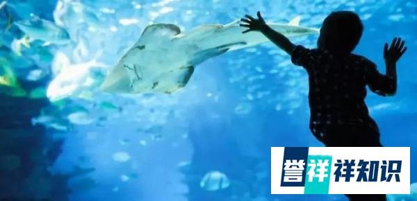 26岁游泳健将猝死!曾经的世界冠军,猝死离年轻人有多近?