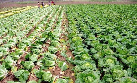 大白菜在地里不拔直接盖上大棚可以吗？