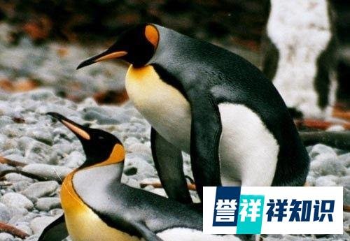大白课|无节操的企鹅先生