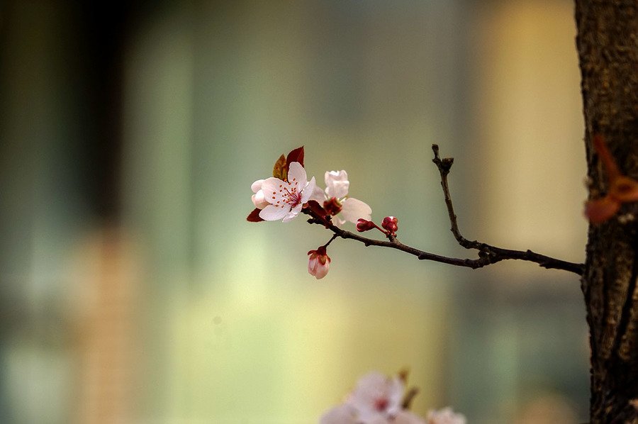 春花烂漫花式解锁好春光
