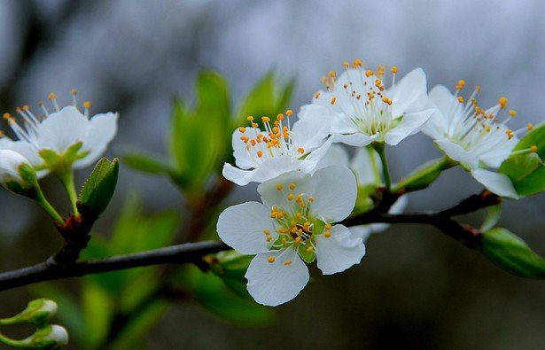 花开、若相惜 花落丶莫相离是什么意思