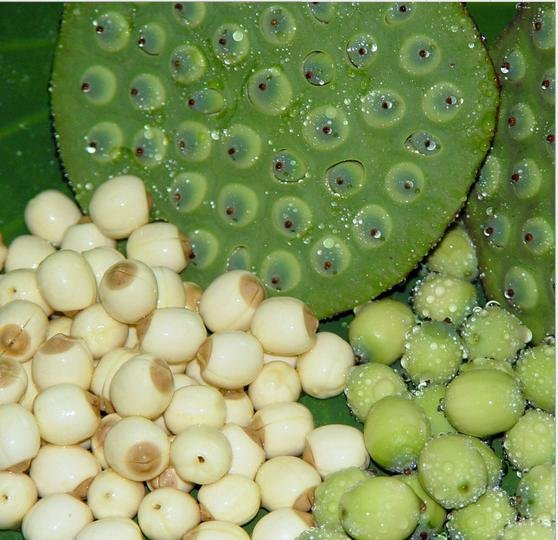 荷花的根、茎、叶、花、果实各是什么样子的？