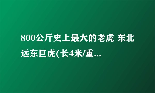 800公斤史上最大的老虎 东北远东巨虎(长4米/重800公斤)
