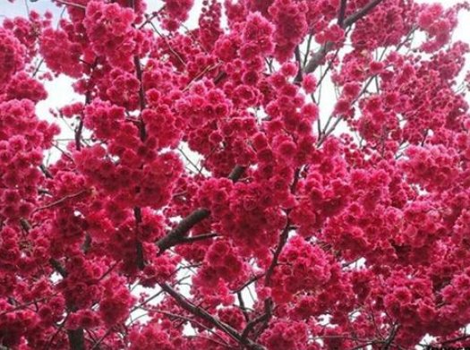 红色樱花和广州樱花有什么区别?