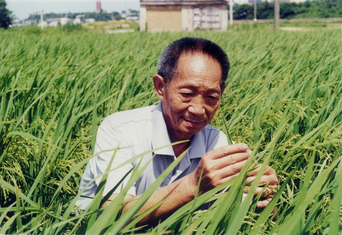 袁隆平去世享年91岁，众星发声悼念：一路走好，你还记得课本上的他吗？