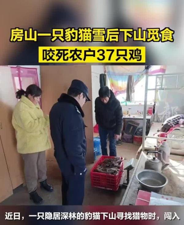 刚刚发生，东北豹闯入村庄捕食母羊，猫豹闯入村民家中咬死37只鸡