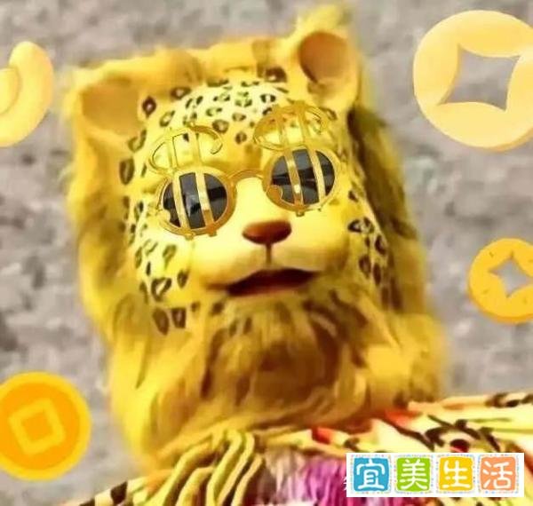 金钱豹发财项目