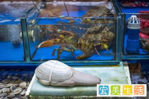 木鸟旅行攻略 | 史上最全的三亚海鲜攻略,本地老司机教你怎样在三亚买海鲜吃海鲜!再也不怕被坑了!