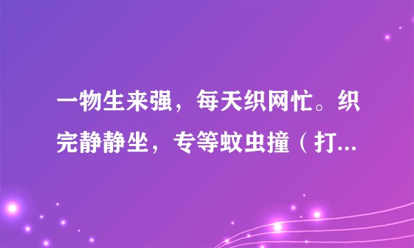 一物生来强，每天织网忙。织完静静坐，专等蚊虫撞（打一动物）谜底及原因