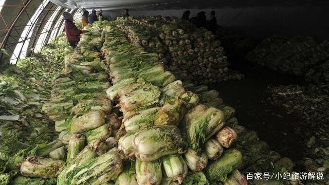 大白菜在地里不拔直接盖上大棚可以吗？