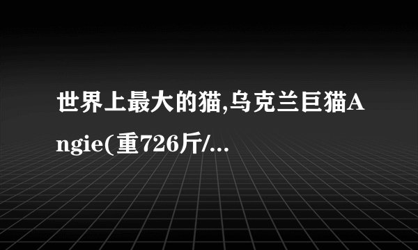 世界上最大的猫,乌克兰巨猫Angie(重726斤/核辐射异变)