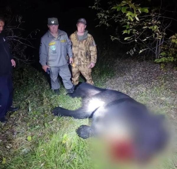 恐怖！俄罗斯一棕熊咬死一对父子和35只狗，专家：可能患有狂犬病