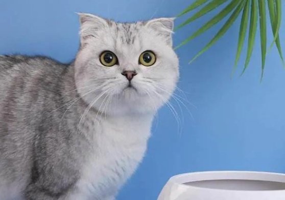 东北地区的流浪猫能过冬吗？
