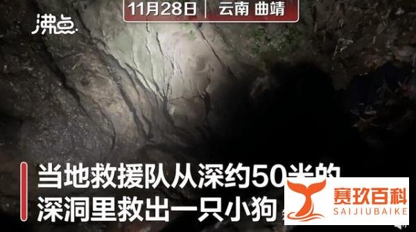 小狗掉50米深洞6年救援队14天救出：靠村民投喂活到现在