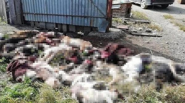 恐怖！俄罗斯一棕熊咬死一对父子和35只狗，专家：可能患有狂犬病