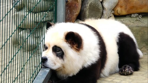 熊猫犬一只多少元