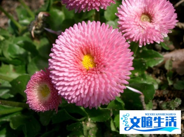 虚构故事《景门》简昜「雷沱」圆了夙愿