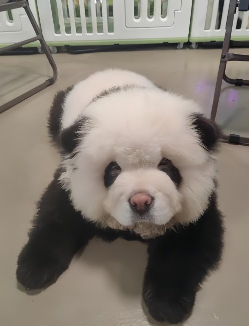 熊猫犬一只多少元