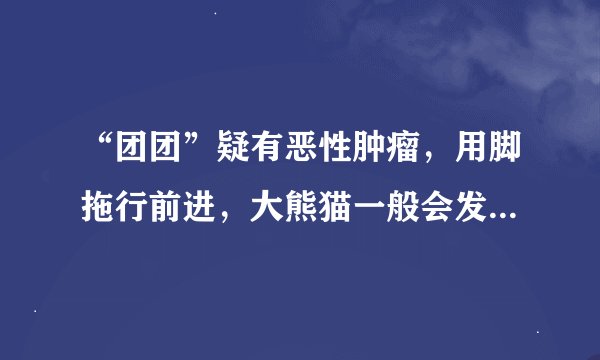“团团”疑有恶性肿瘤，用脚拖行前进，大熊猫一般会发生哪些疾病？