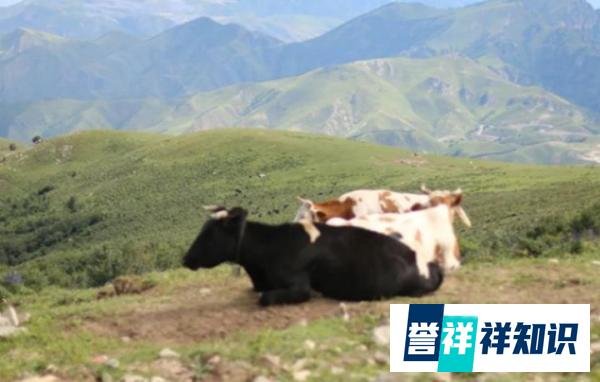 淹没在历史中的女医