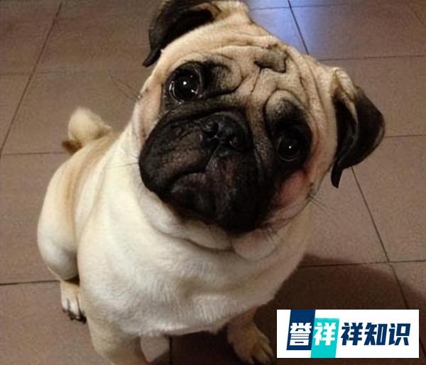 巴哥犬——狗界最忧郁的狗子，为什么受欢迎？