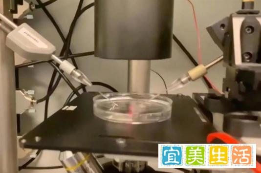 首批通过“精子机器人”制造的婴儿出生
