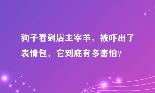狗子看到店主宰羊，被吓出了表情包，它到底有多害怕？