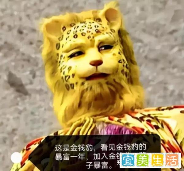 金钱豹发财项目