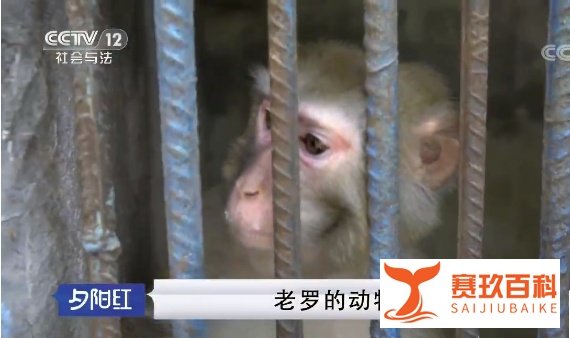 中国最孤独动物园，白发老兵苦守32年：我用一辈子，换你10块钱