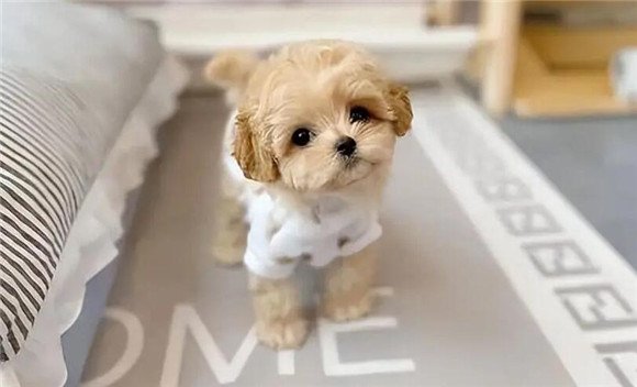 马尔泰犬一只多少元